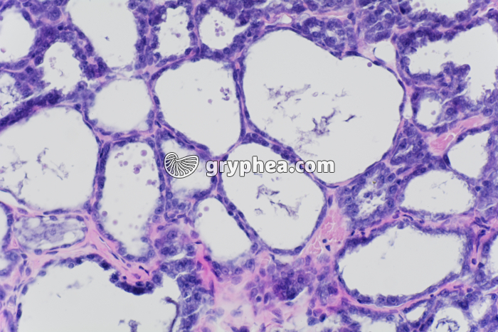 Glande mammaire en activité x100 - gryphea.com